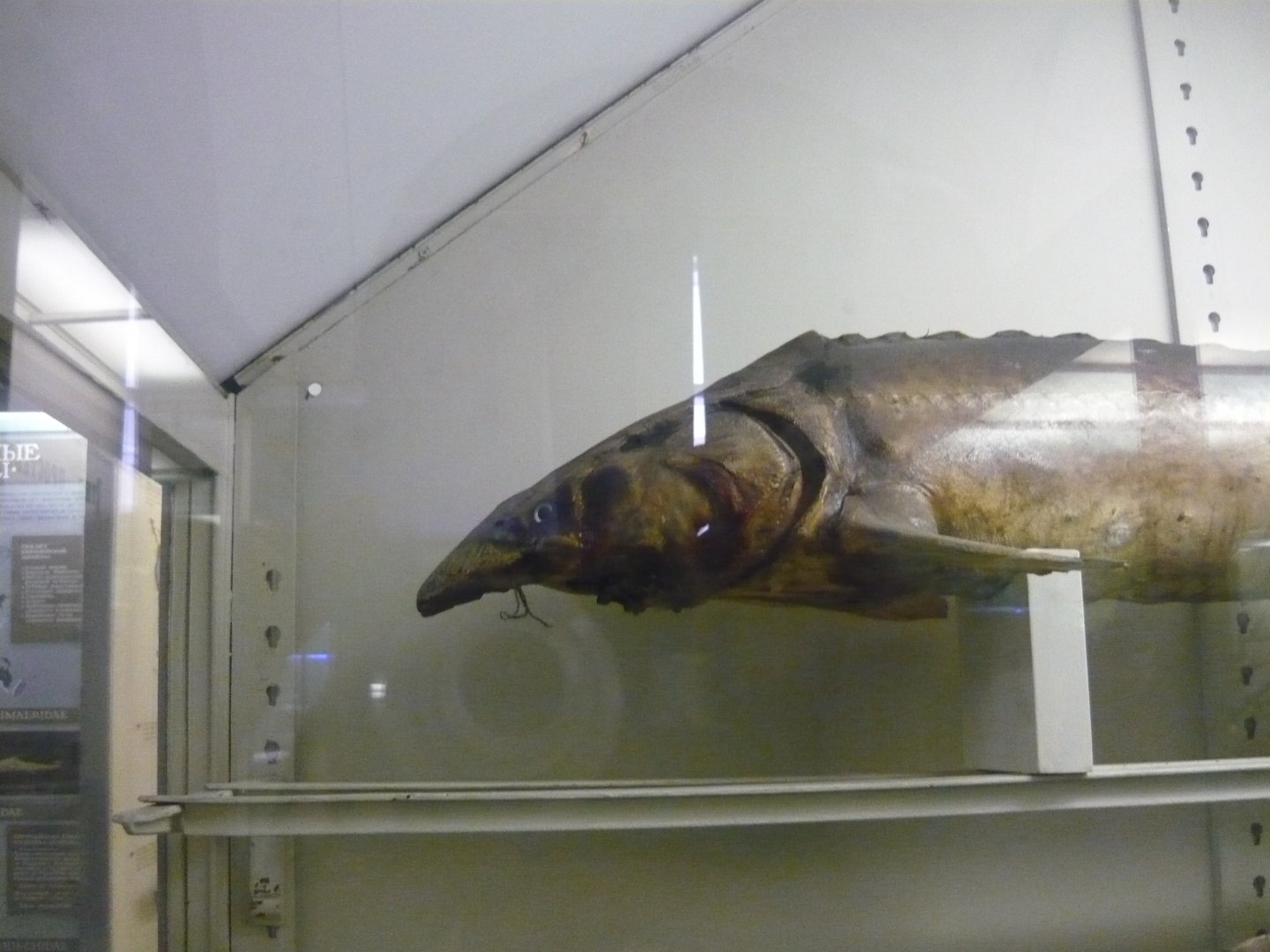 Derpy Thorn sturgeon