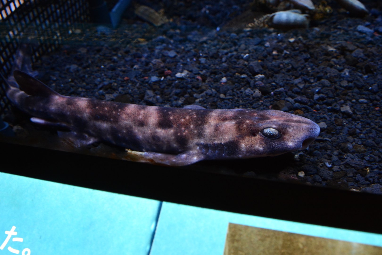 Described in 2022: Cinder cloudy catshark (Scyliorhinus hachijoensis)