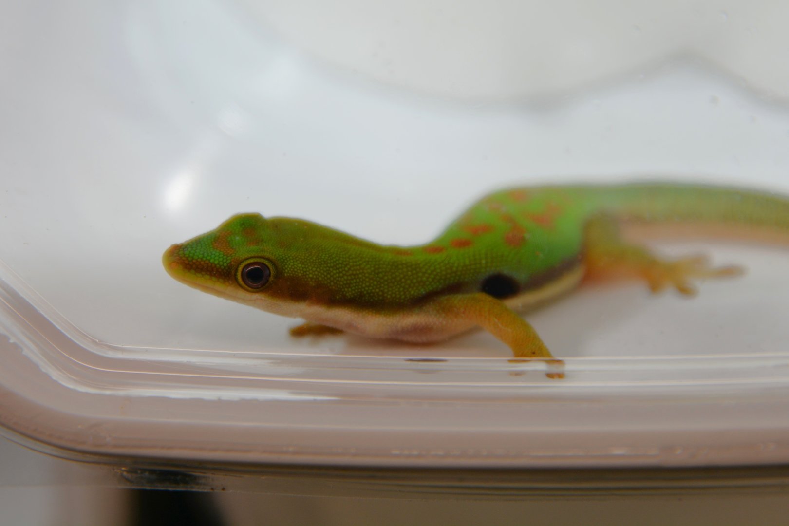 Described in 2022: Nosy Be striped day gecko (Phelsuma dorsivittata paradoxa)