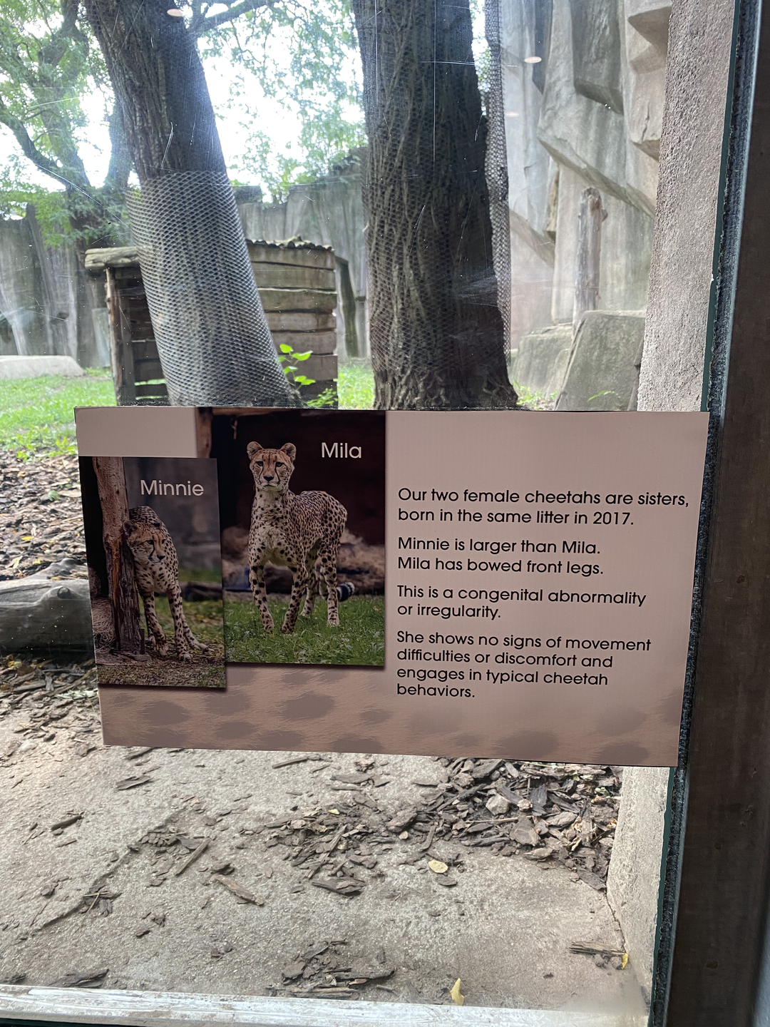 Description about the cheetahs