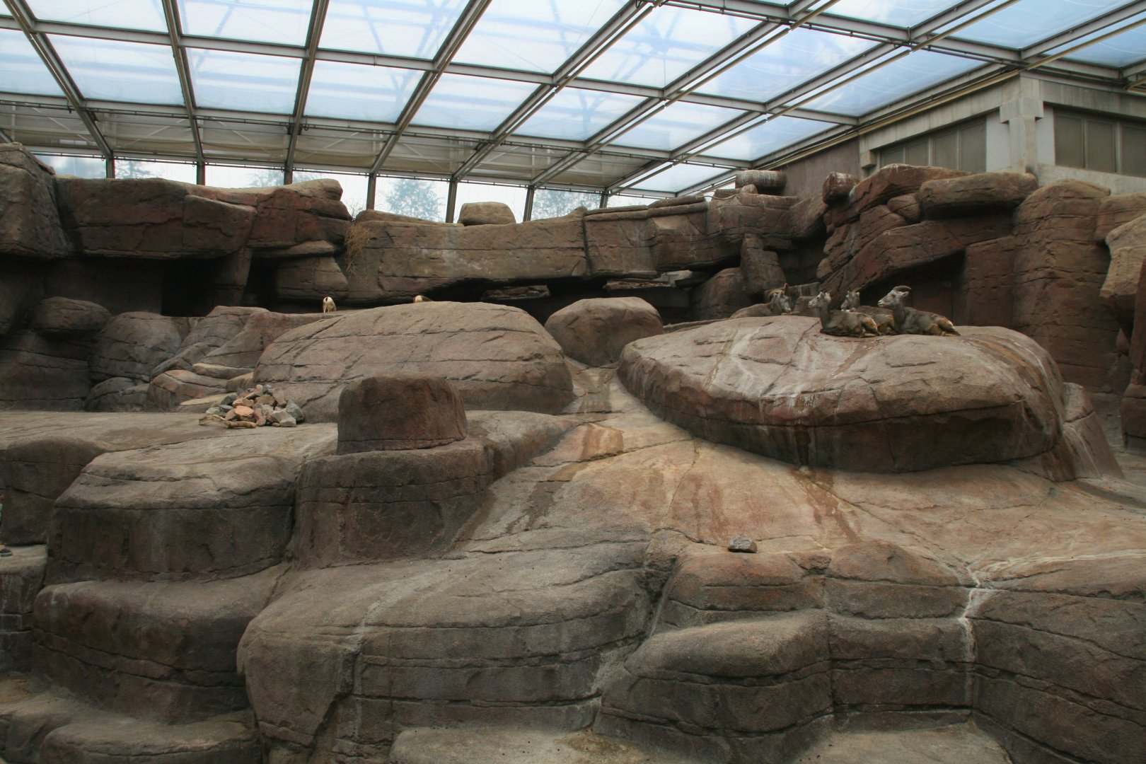 Deser bighorn sheep enclosure