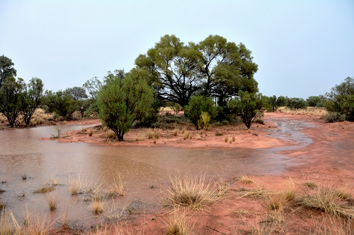 Desert after rain.