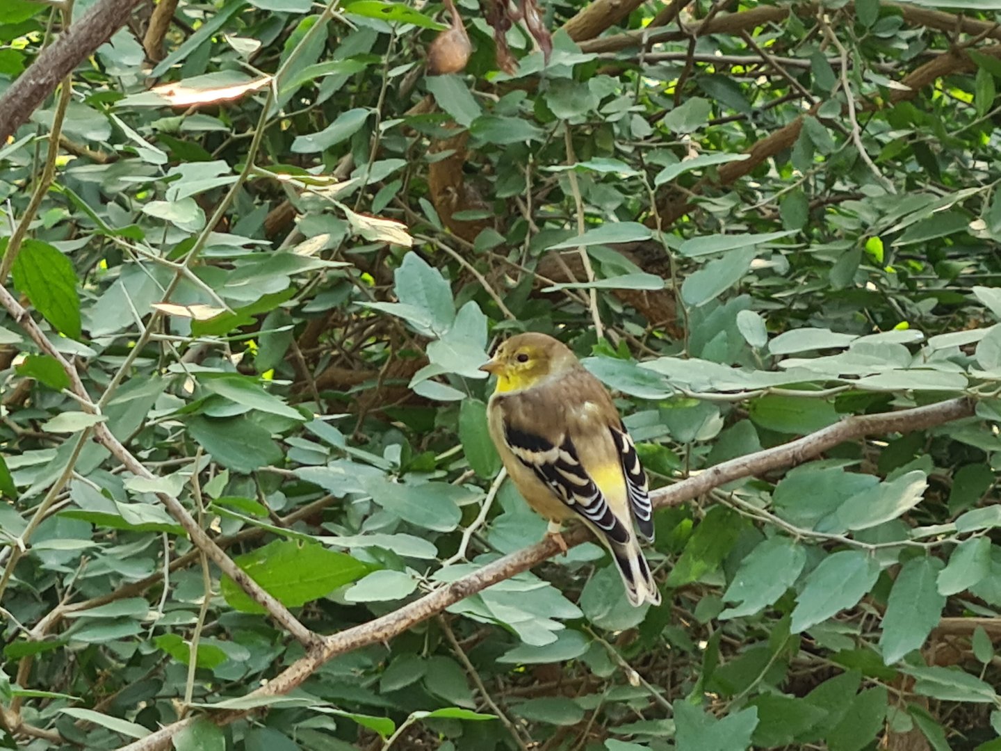 Desert - American goldfinch