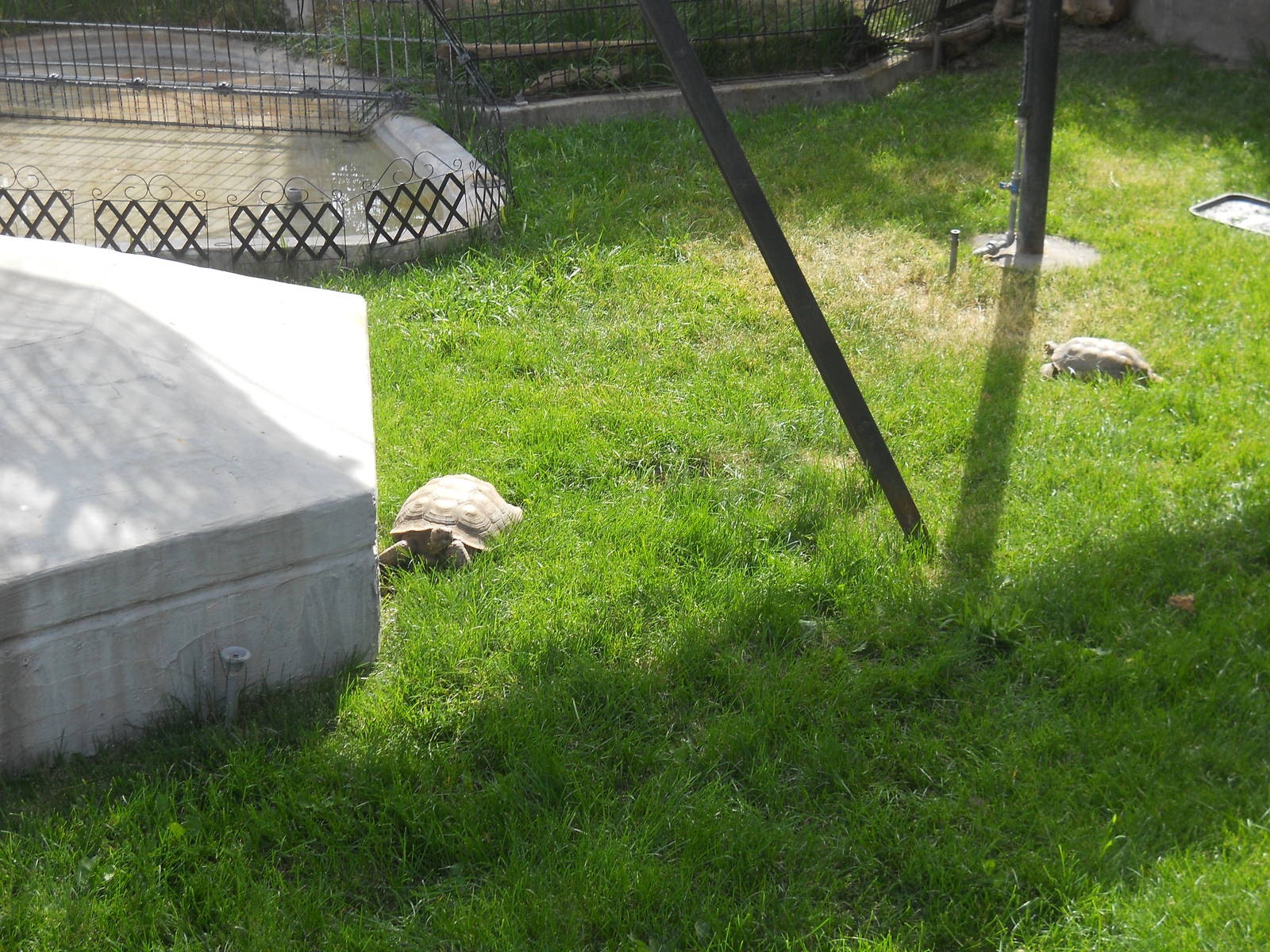 Desert and leopard tortoises