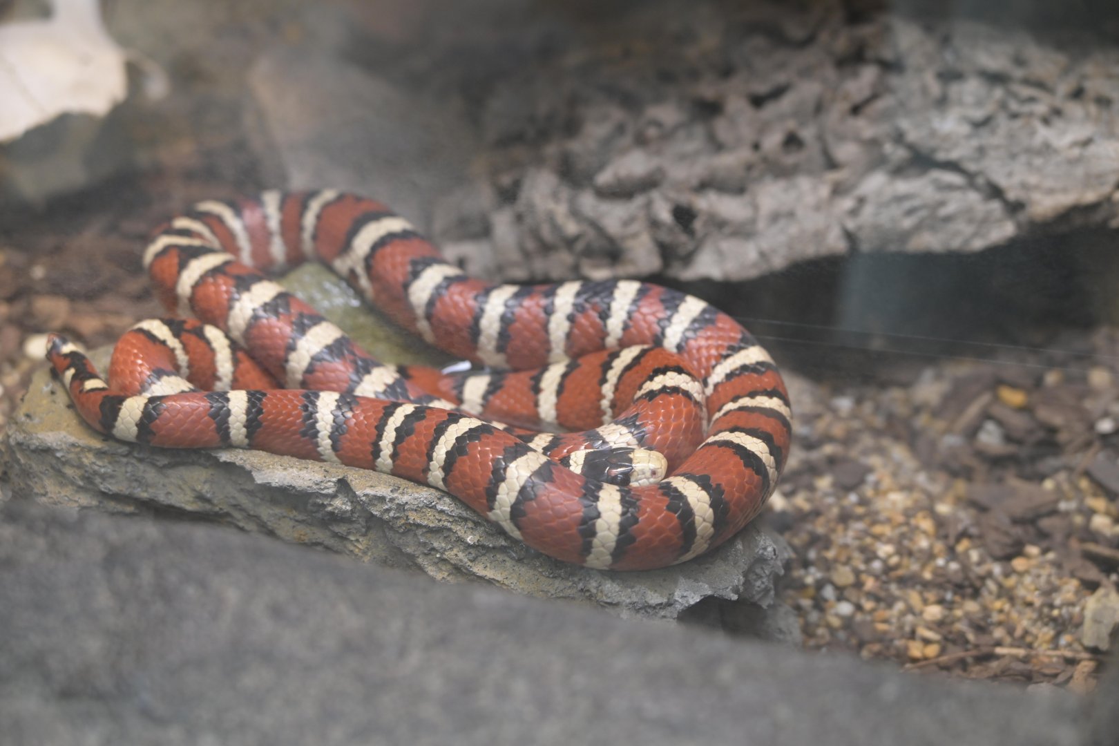 Desert - Arizona Mountain Kingsnake (Lampropeltis pyromelana pyromelana)