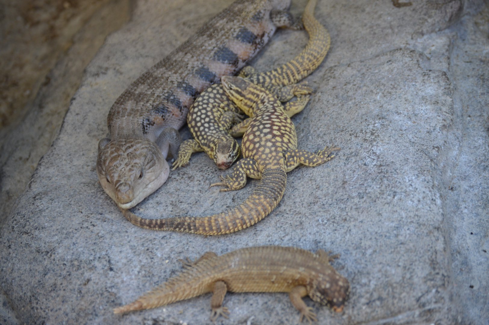Desert - Australian Lizard Party