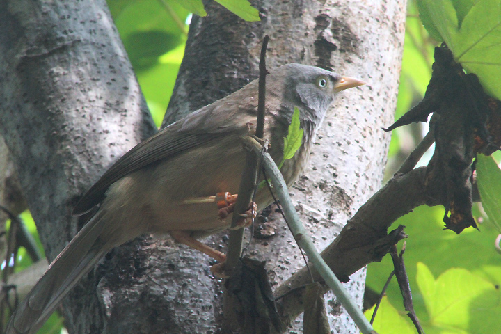 Desert babbler (Argya striata sindiana) - Jakarta Bird Land