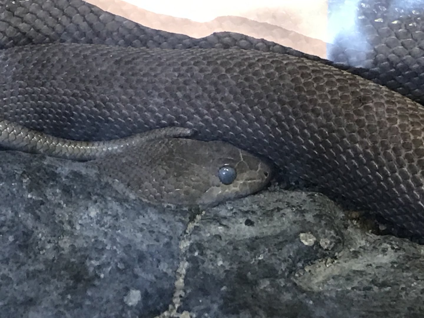 Desert: Baja California Rat Snake ready to Shed