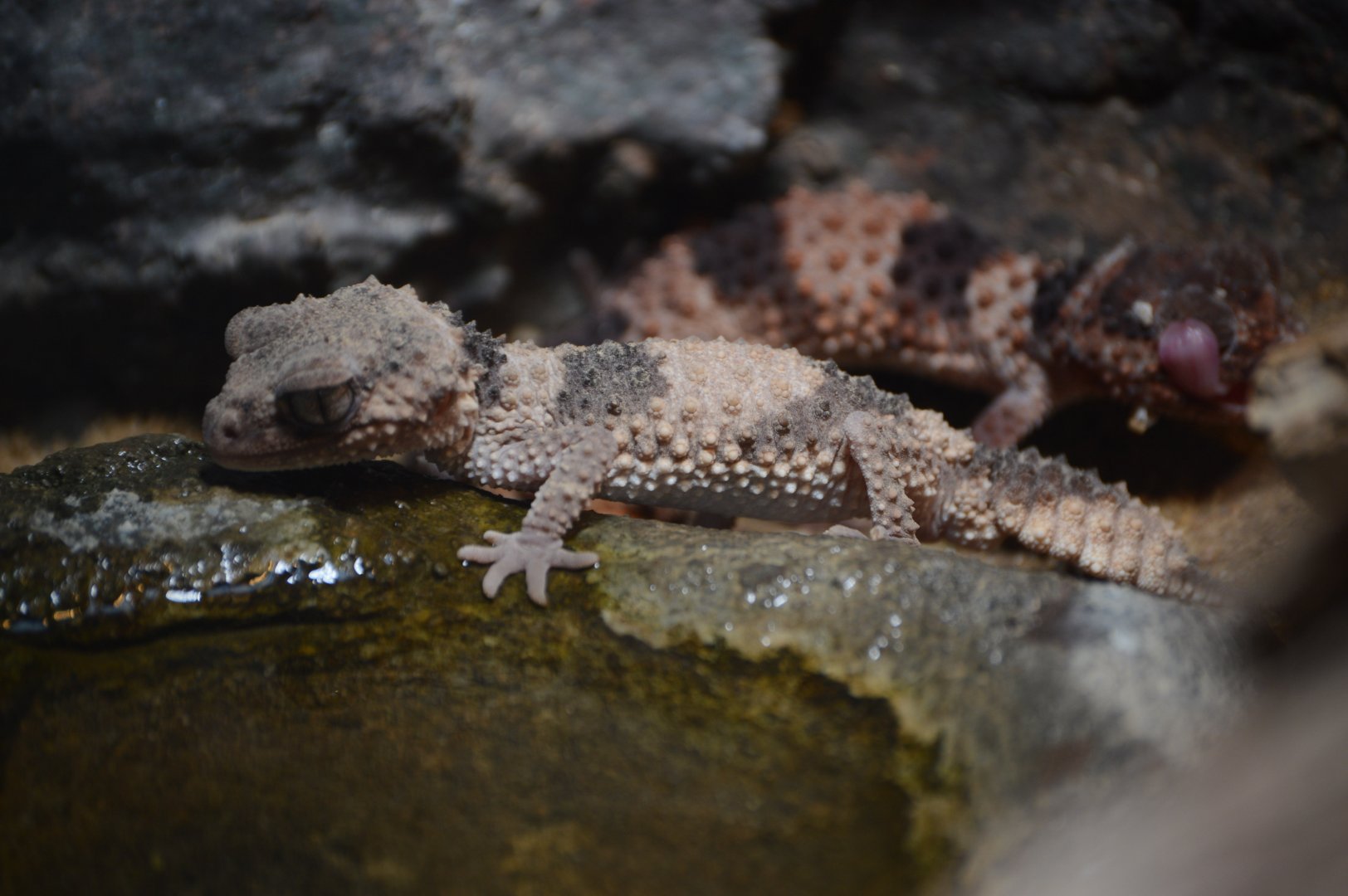Desert - Banded Knob-tailed Gecko (Nephrurus wheeleri cinctus)
