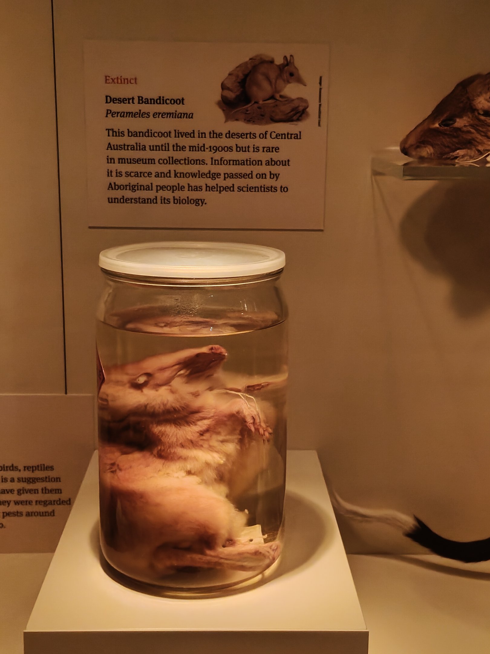 Desert Bandicoot (Perameles eremiana)