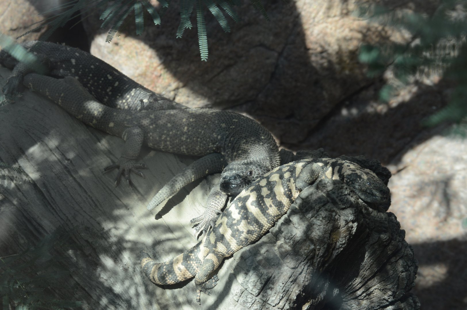 Desert - Beaded Lizard (Heloderma horridum) and Gila Monster (Heloderma suspectum)