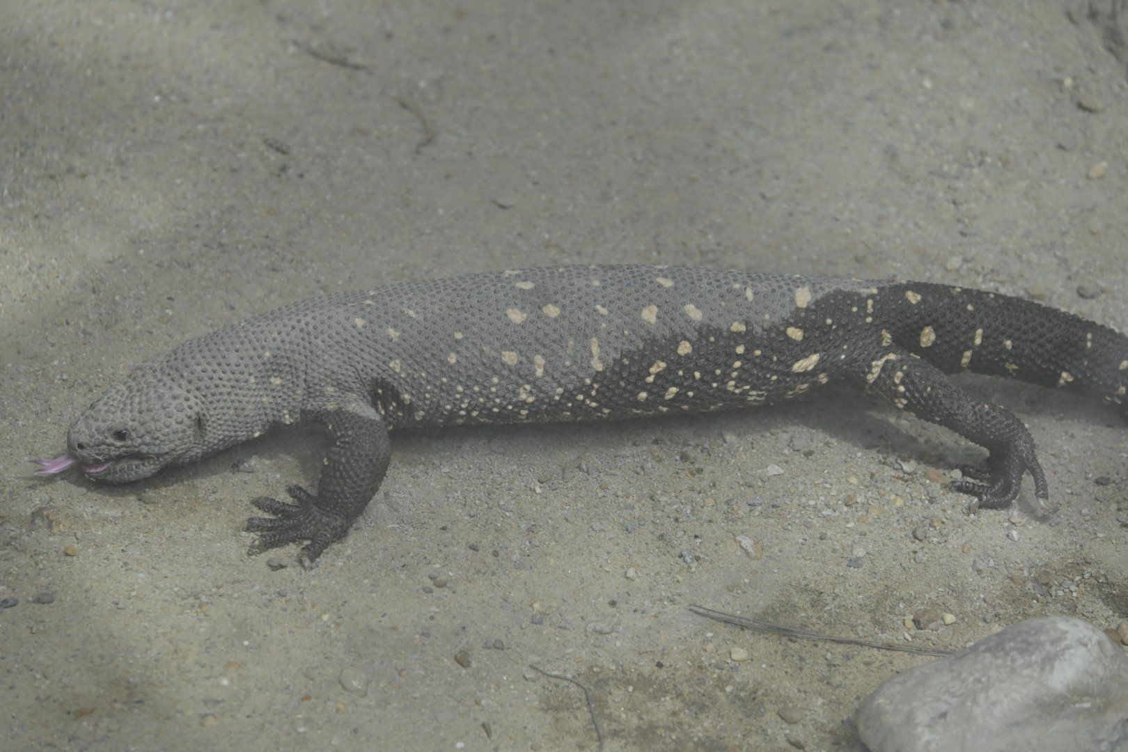 Desert - Beaded Lizard (Heloderma horridum)