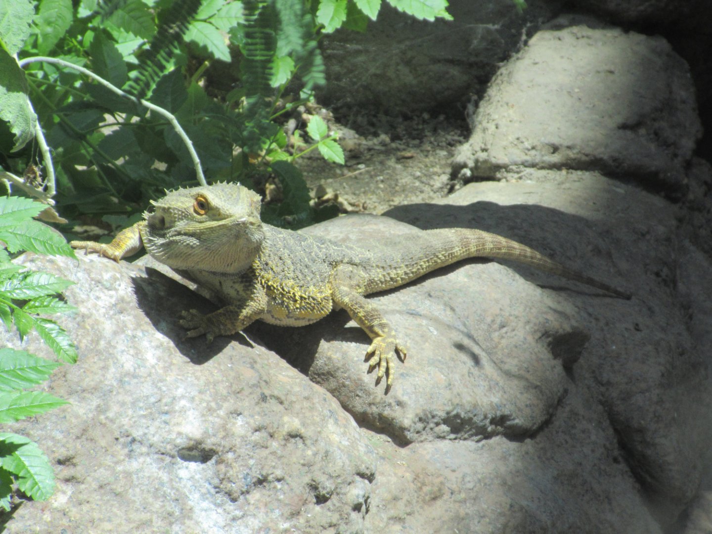Desert - Bearded Dragon (Pogona sp.)