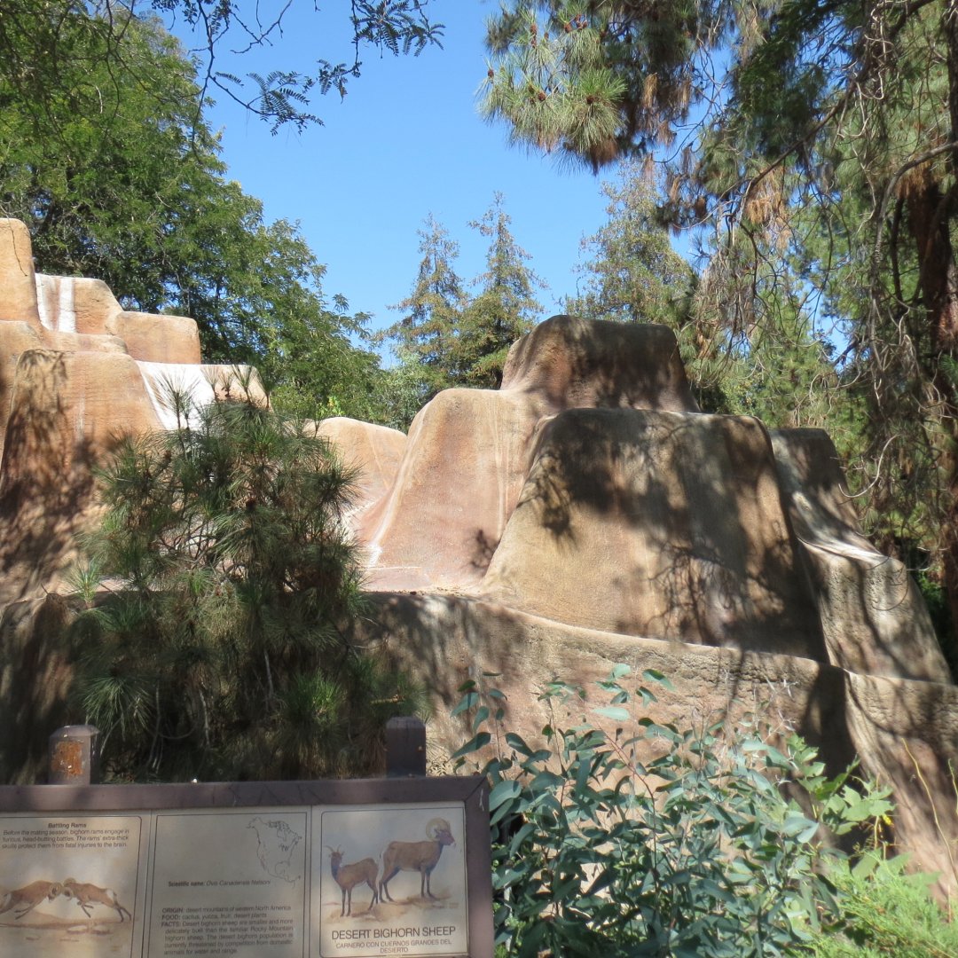 Desert Bighorn Exhibit