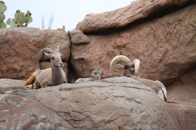 desert bighorn family