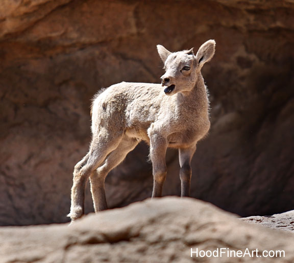 desert bighorn lamb