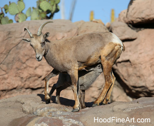 desert bighorn nursing