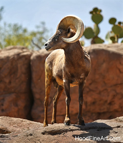 desert bighorn ram