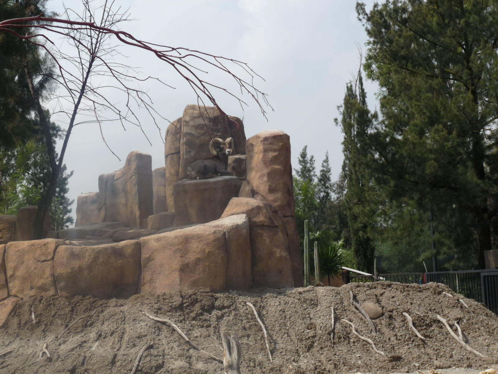 desert bighorn san juan de aragon zoo