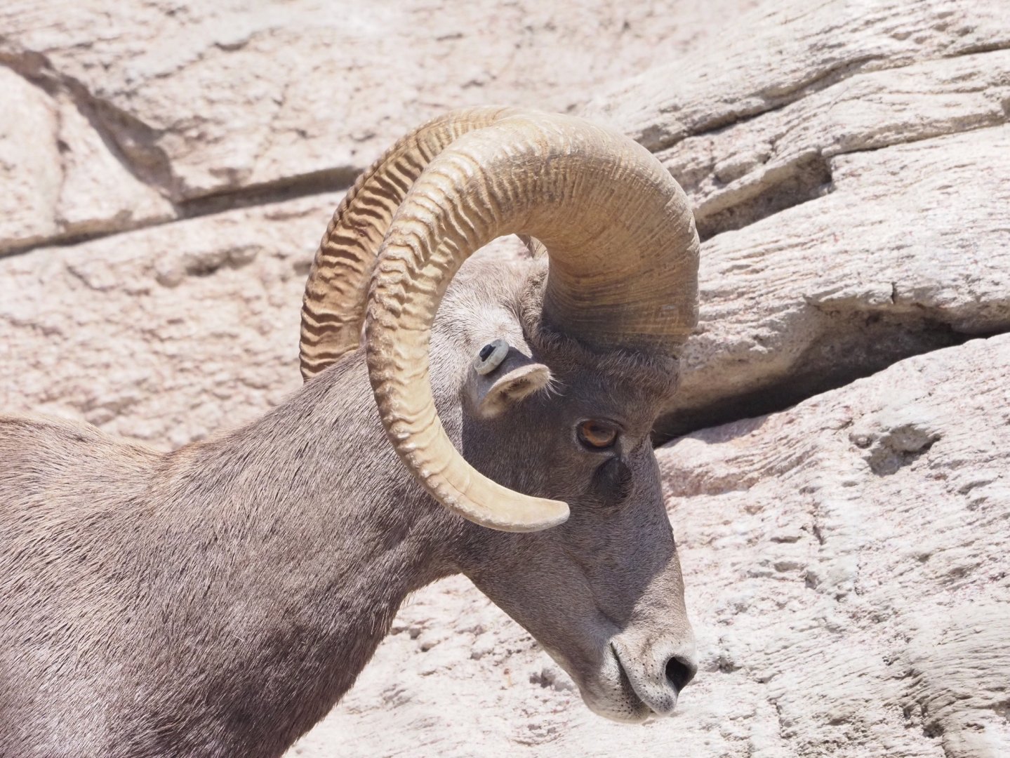 Desert Bighorn Sheep 1