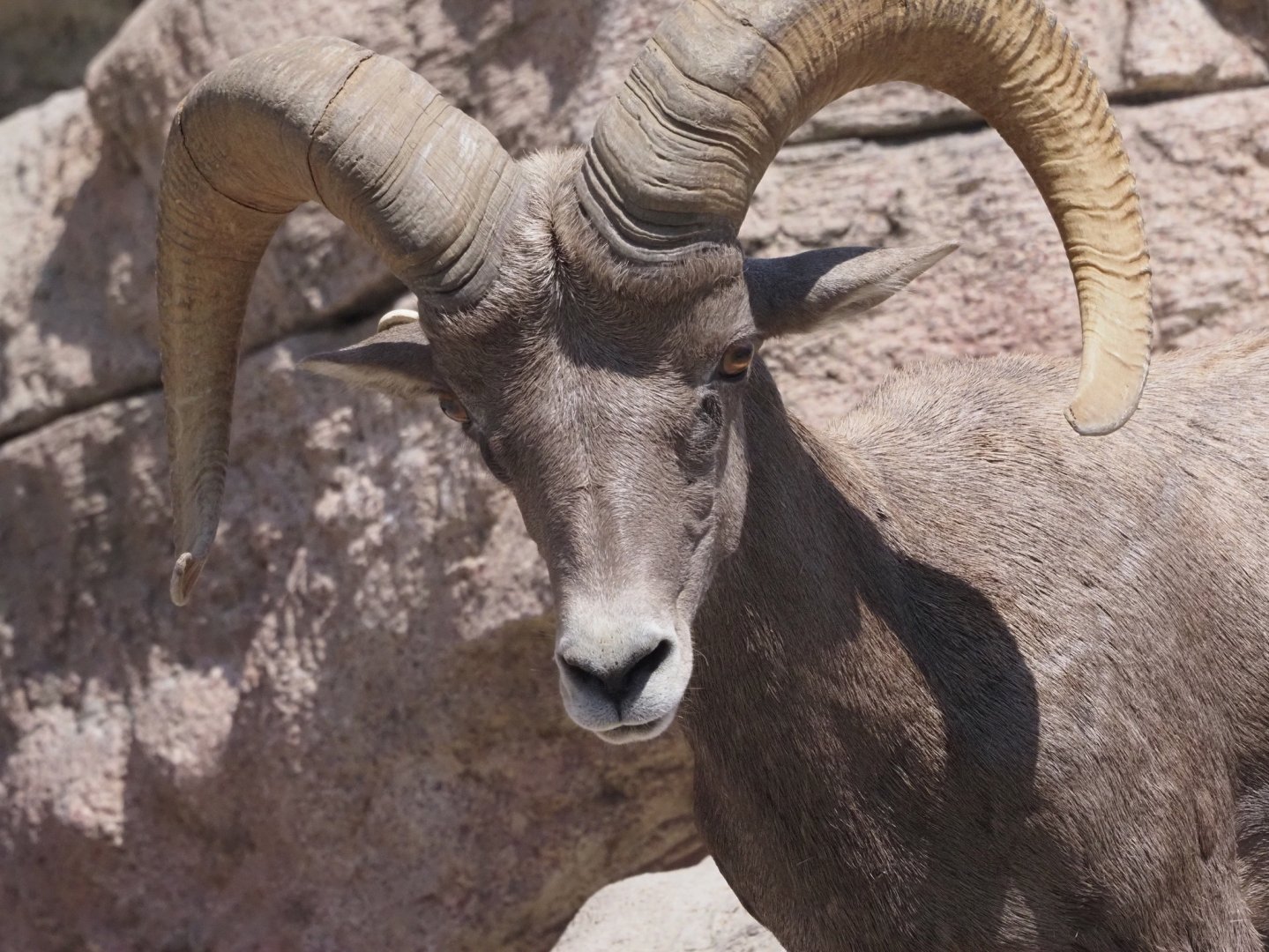 Desert Bighorn Sheep 2