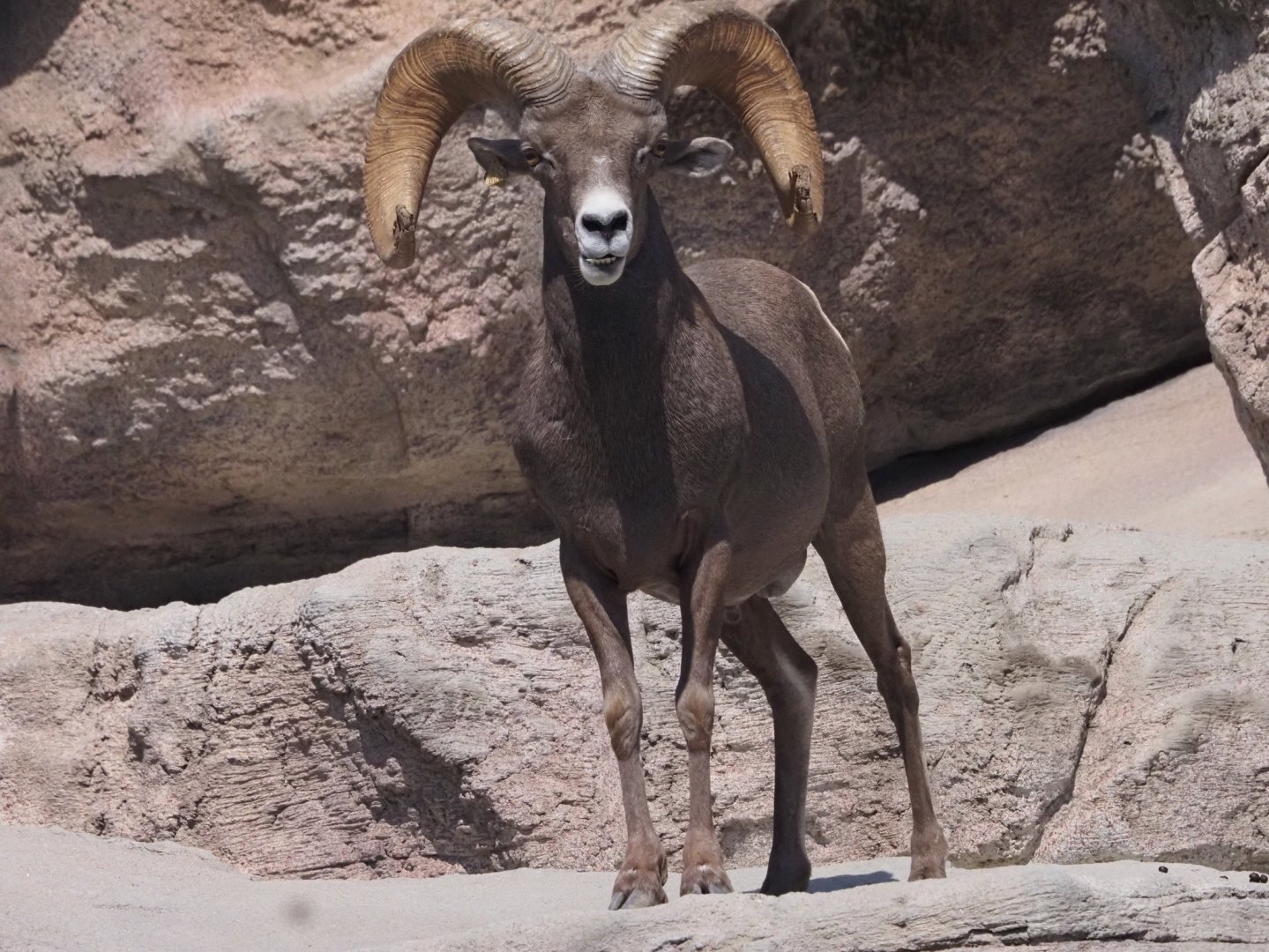 Desert Bighorn Sheep 3