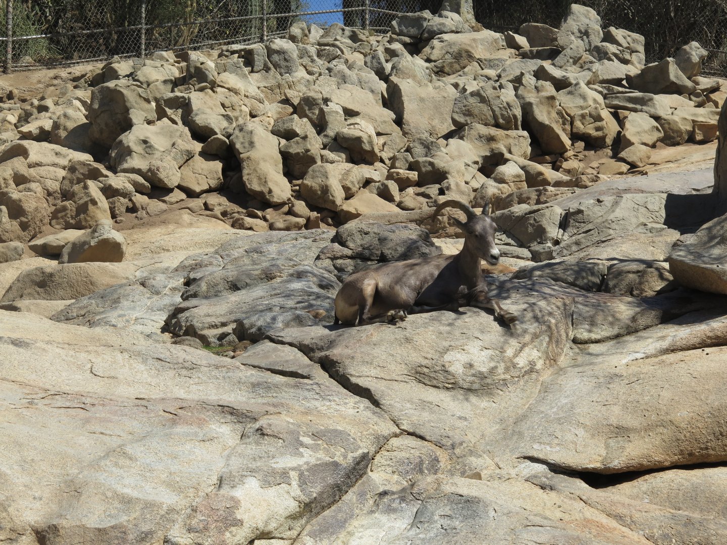 Desert Bighorn Sheep(8/23/2024)