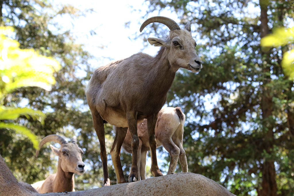 Desert Bighorn Sheep at LA Zoo 16th April 2016
