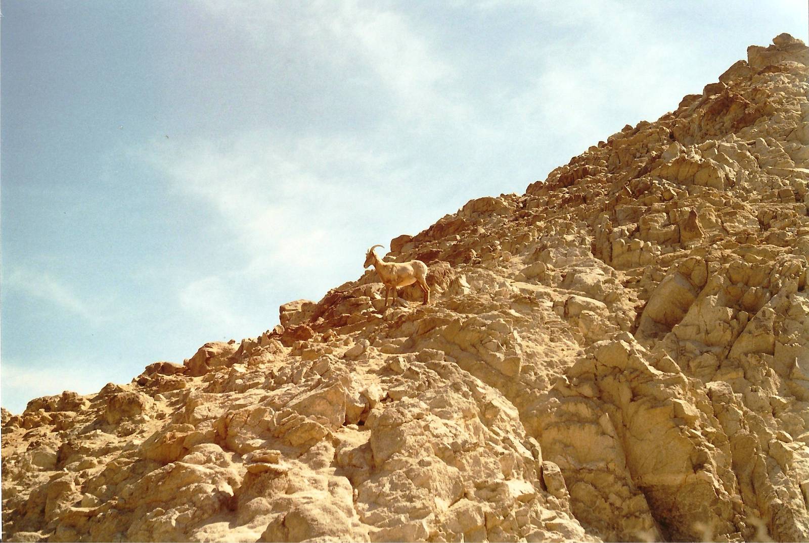 Desert Bighorn Sheep at The Living Desert, 1998