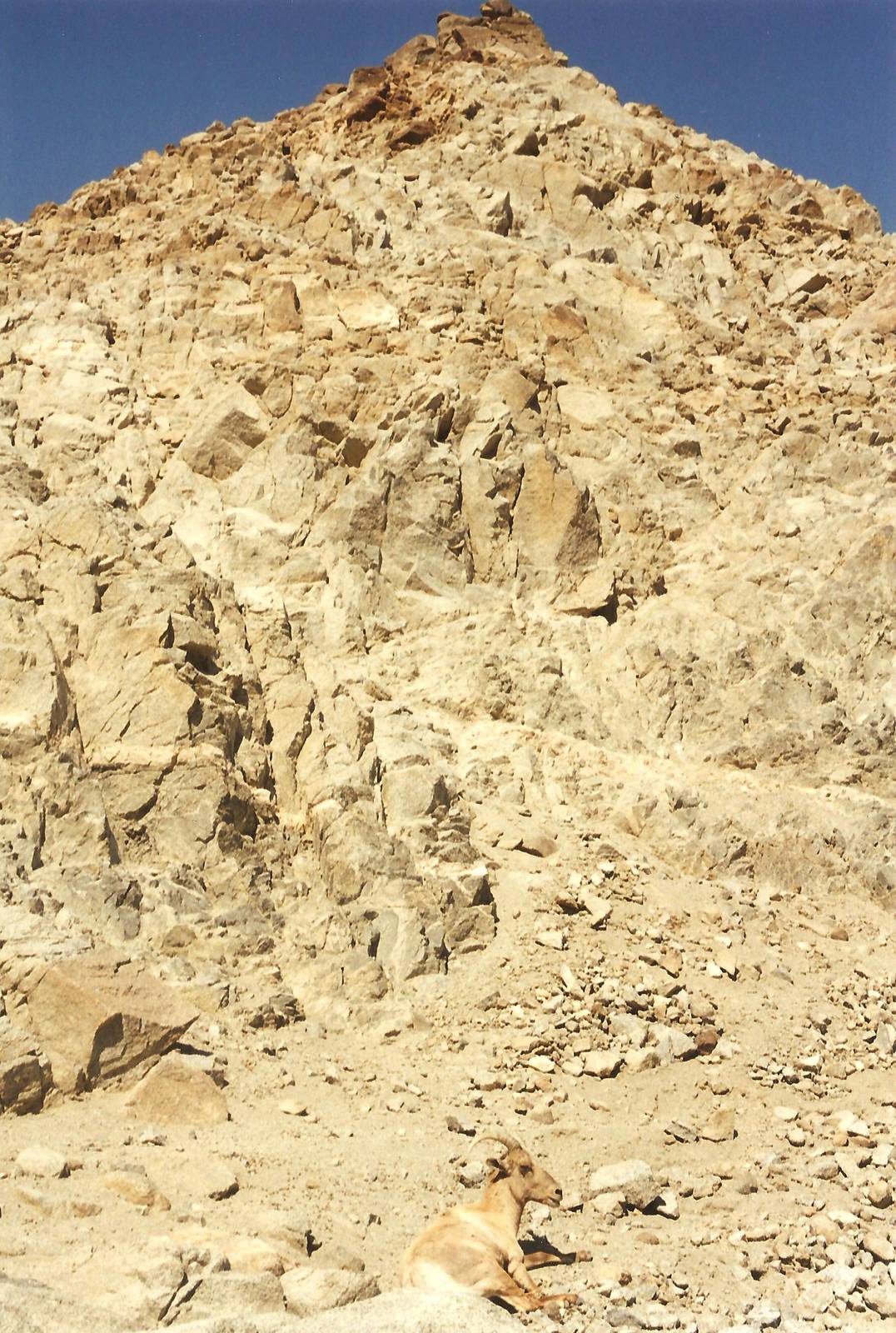 Desert Bighorn Sheep at The Living Desert, 1998