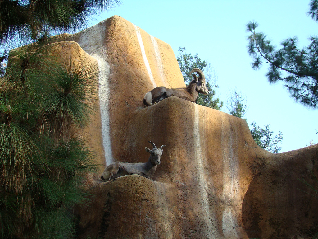 Desert Bighorn Sheep at the Los Angeles Zoo