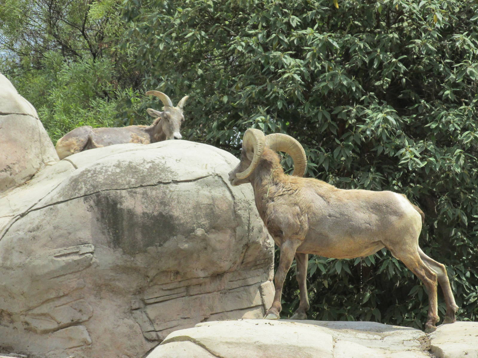 desert bighorn sheep chapultepec zoo