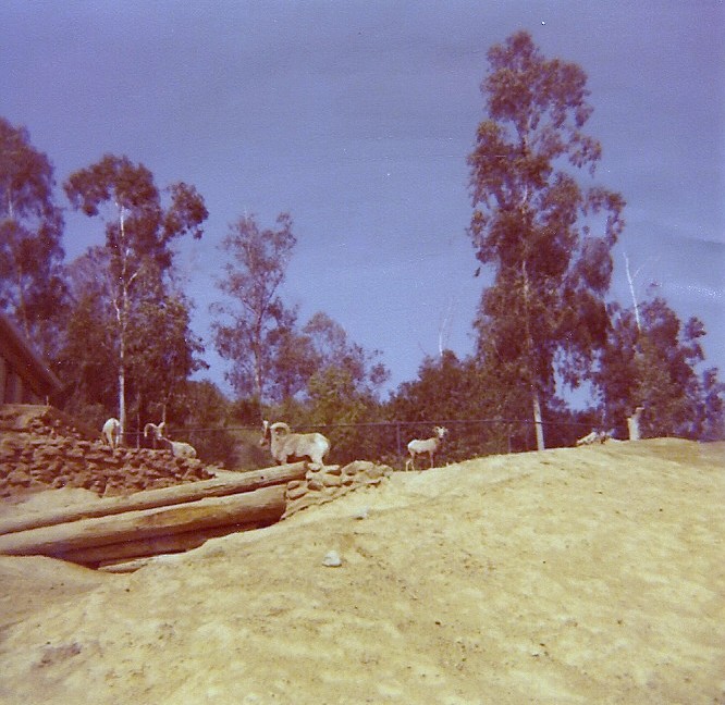 Desert Bighorn Sheep - Circa 1977/78