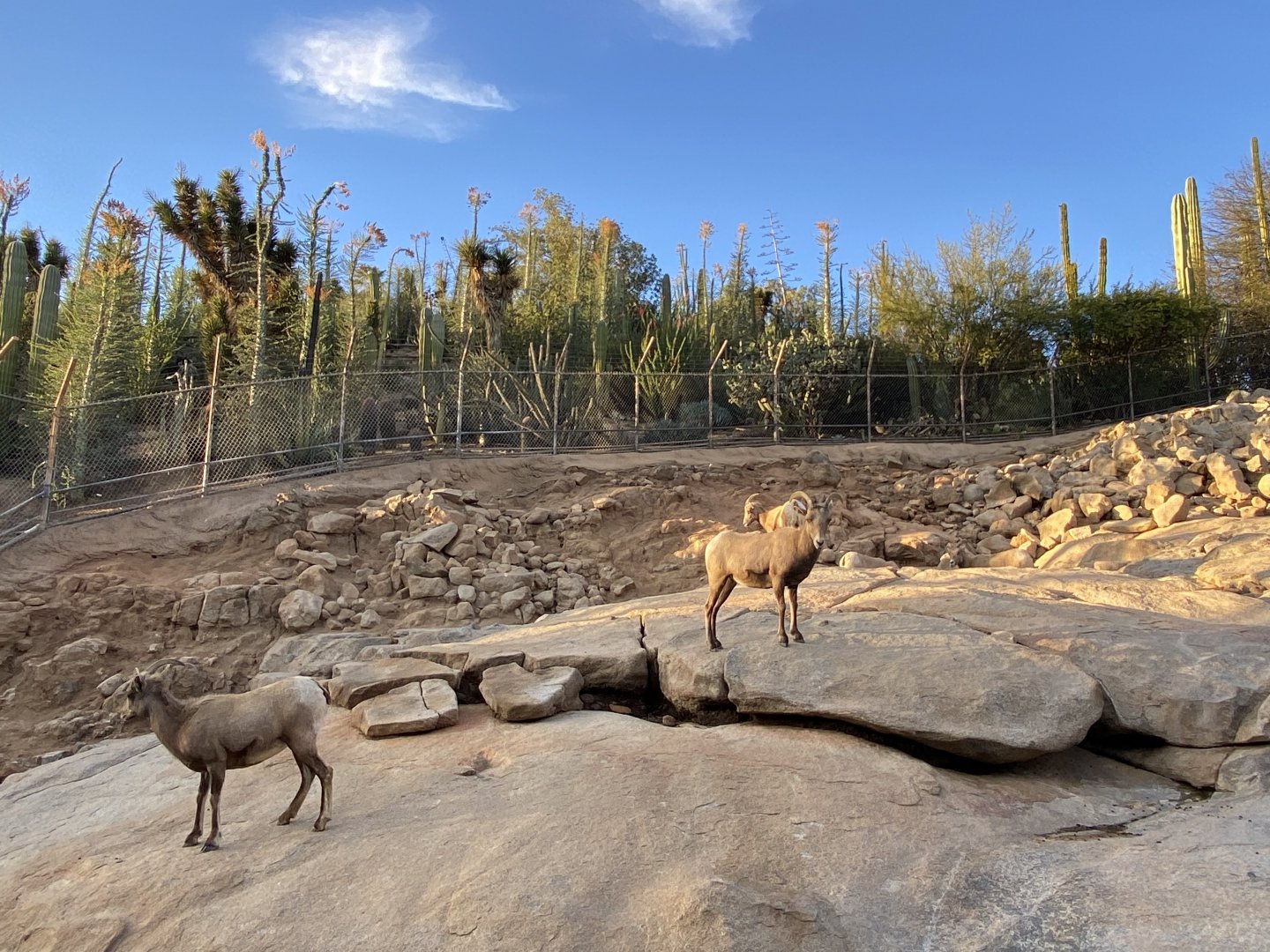 Desert Bighorn Sheep - Condor Ridge
