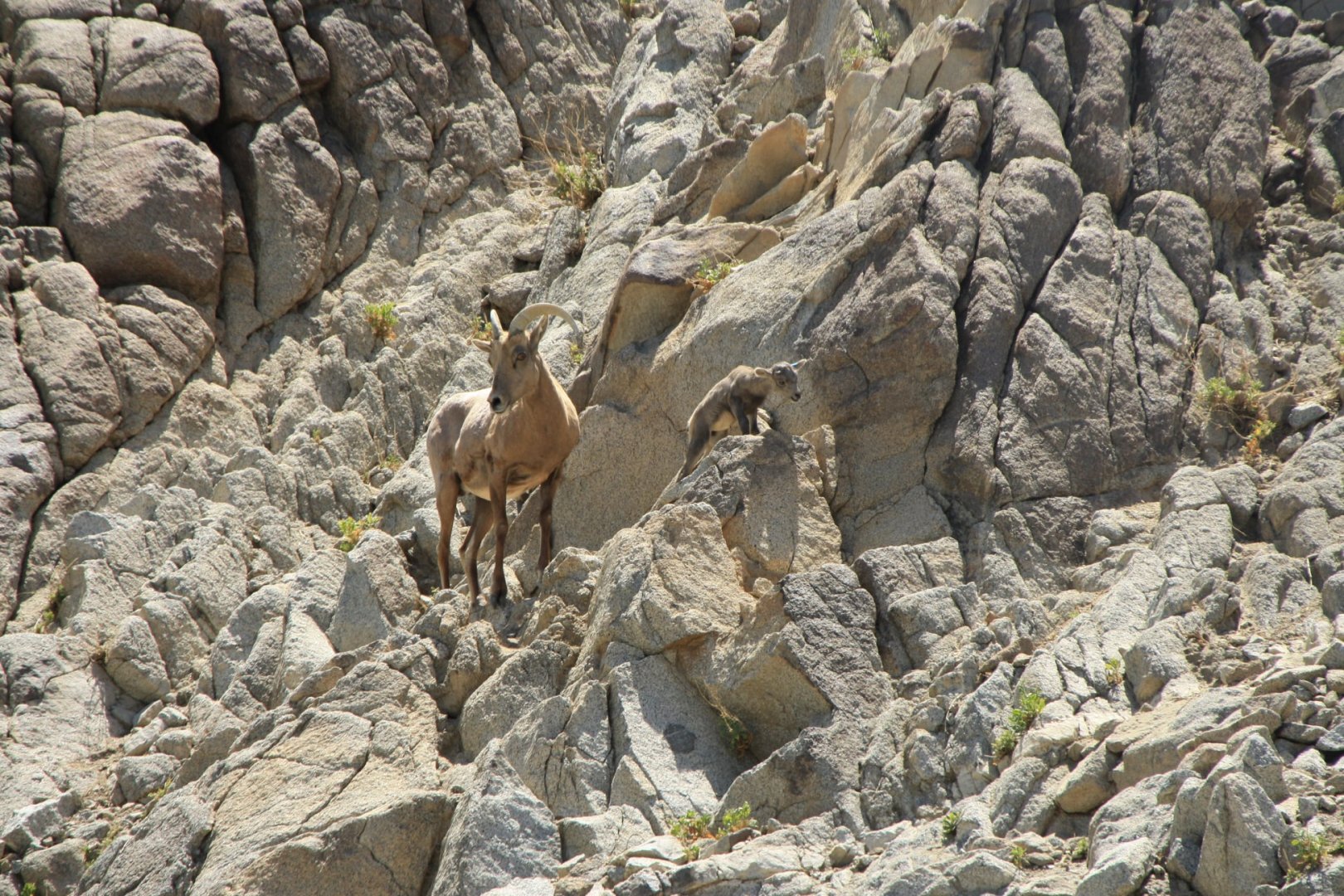 Desert Bighorn Sheep Ewe & Two-Day-Old Lamb