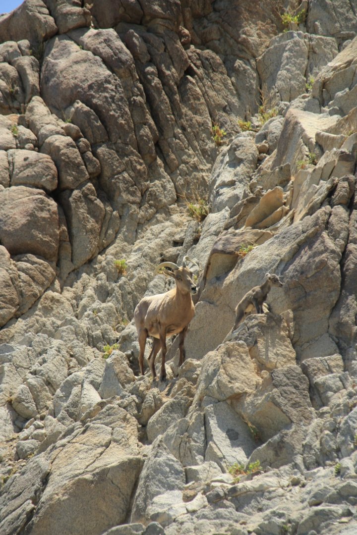 Desert Bighorn Sheep Ewe & Two-Day-Old Lamb
