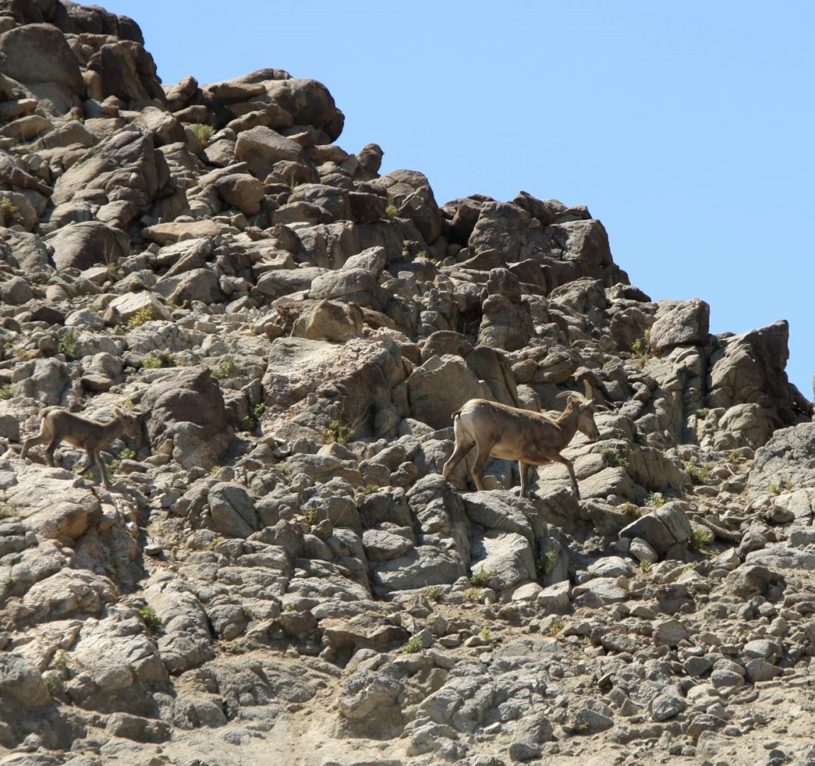 Desert Bighorn Sheep Ewe & Two-Day-Old Lamb