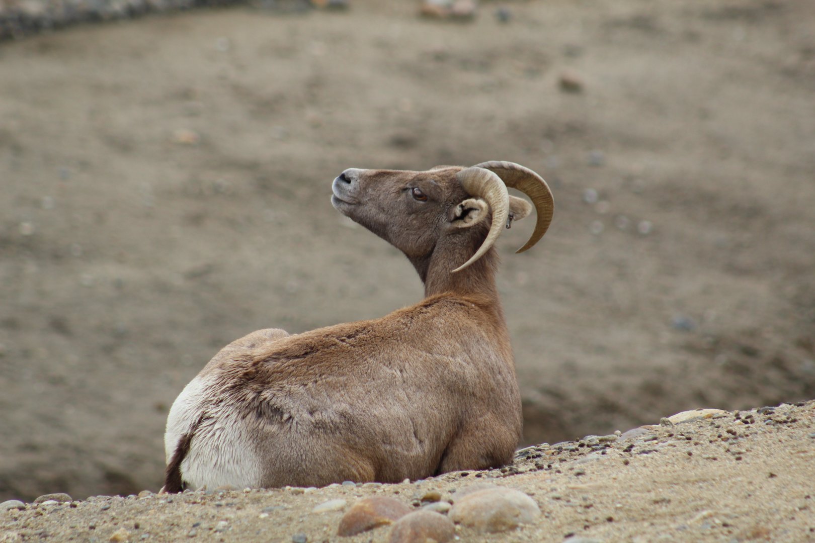 Desert Bighorn Sheep Ewe