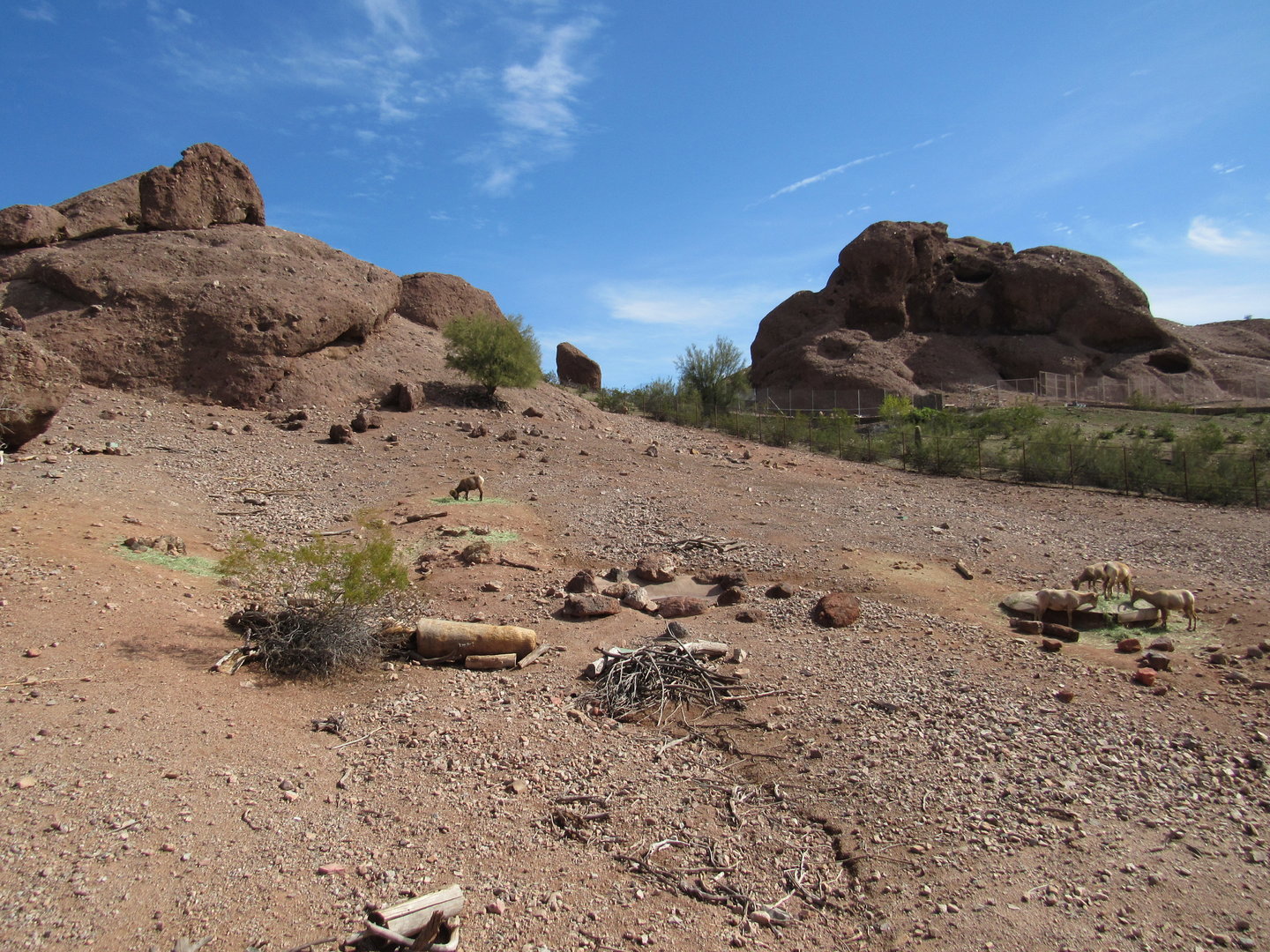 Desert Bighorn Sheep Exhibit - 3/7/23