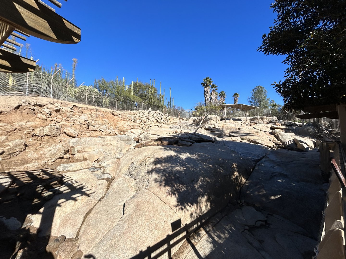 Desert Bighorn Sheep Exhibit - Condor Ridge