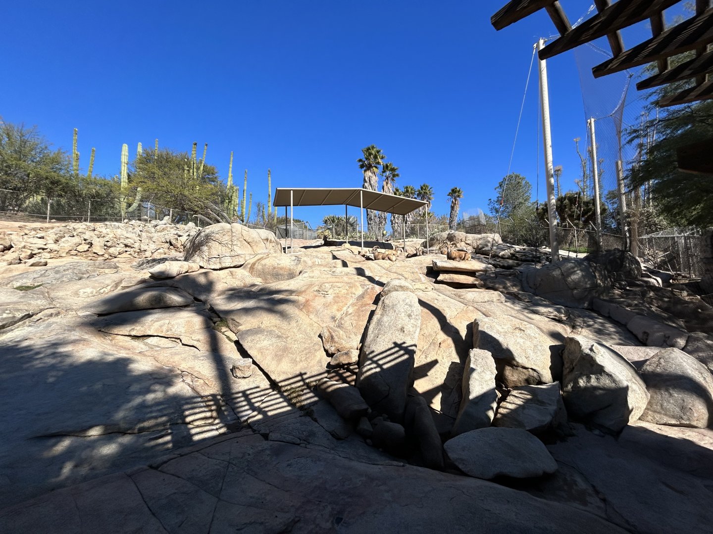 Desert Bighorn Sheep Exhibit - Condor Ridge