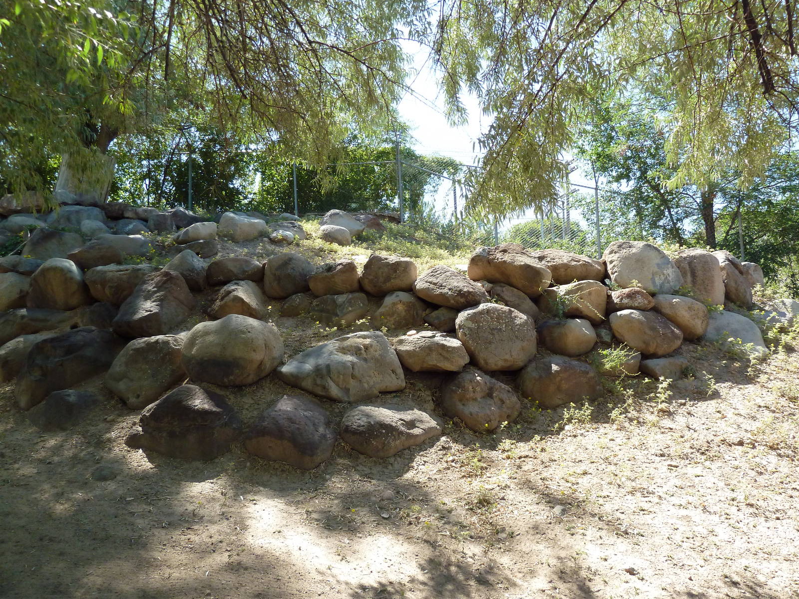Desert Bighorn Sheep Exhibit
