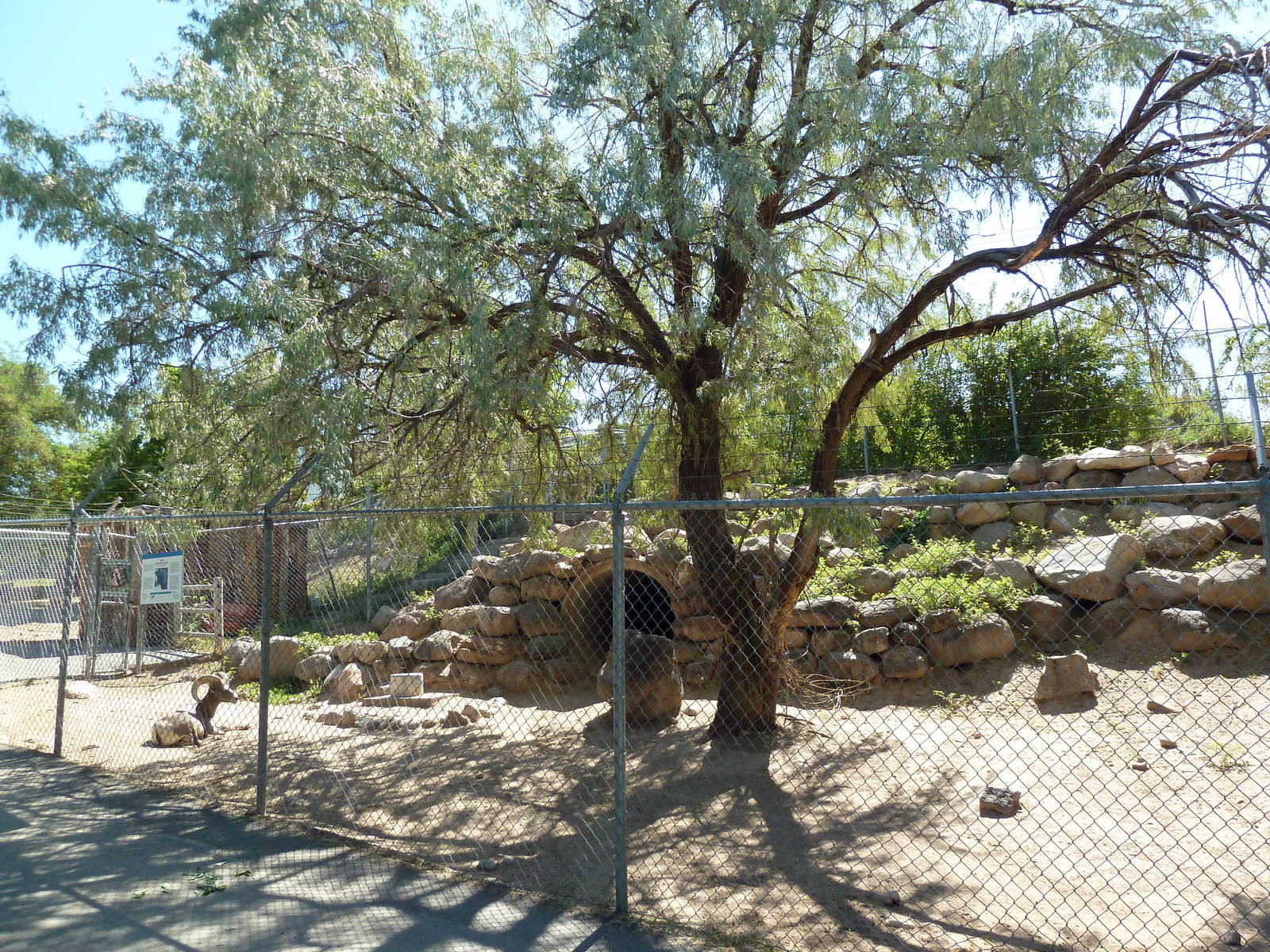 Desert Bighorn Sheep Exhibit