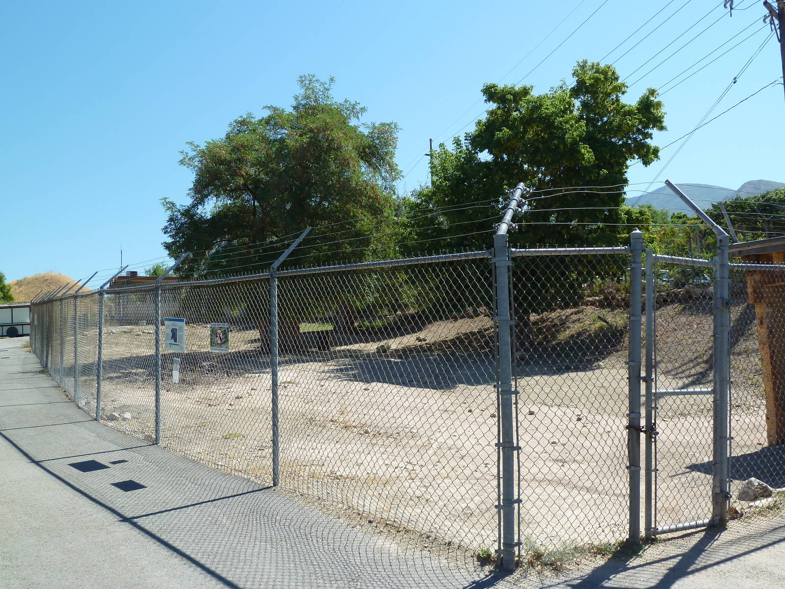 Desert Bighorn Sheep Exhibit