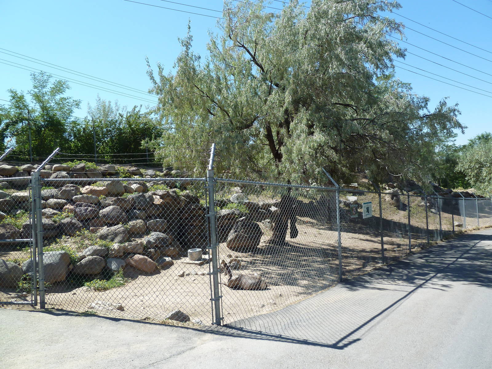 Desert Bighorn Sheep Exhibit