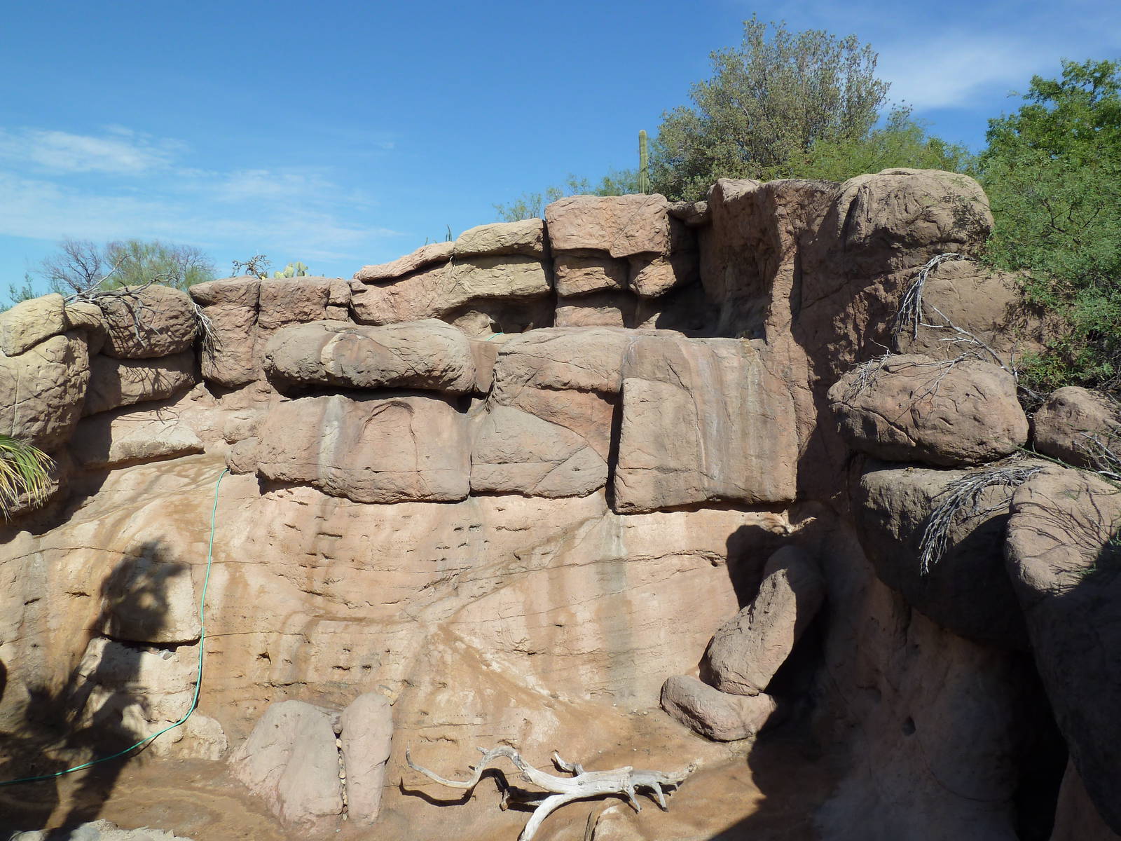 Desert Bighorn Sheep Exhibit