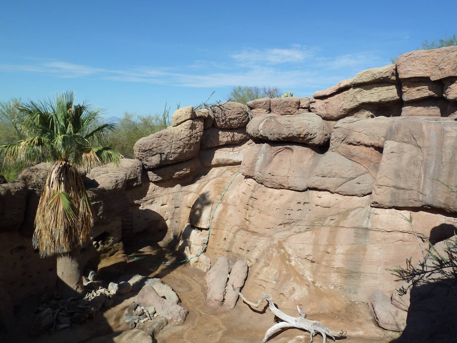 Desert Bighorn Sheep Exhibit
