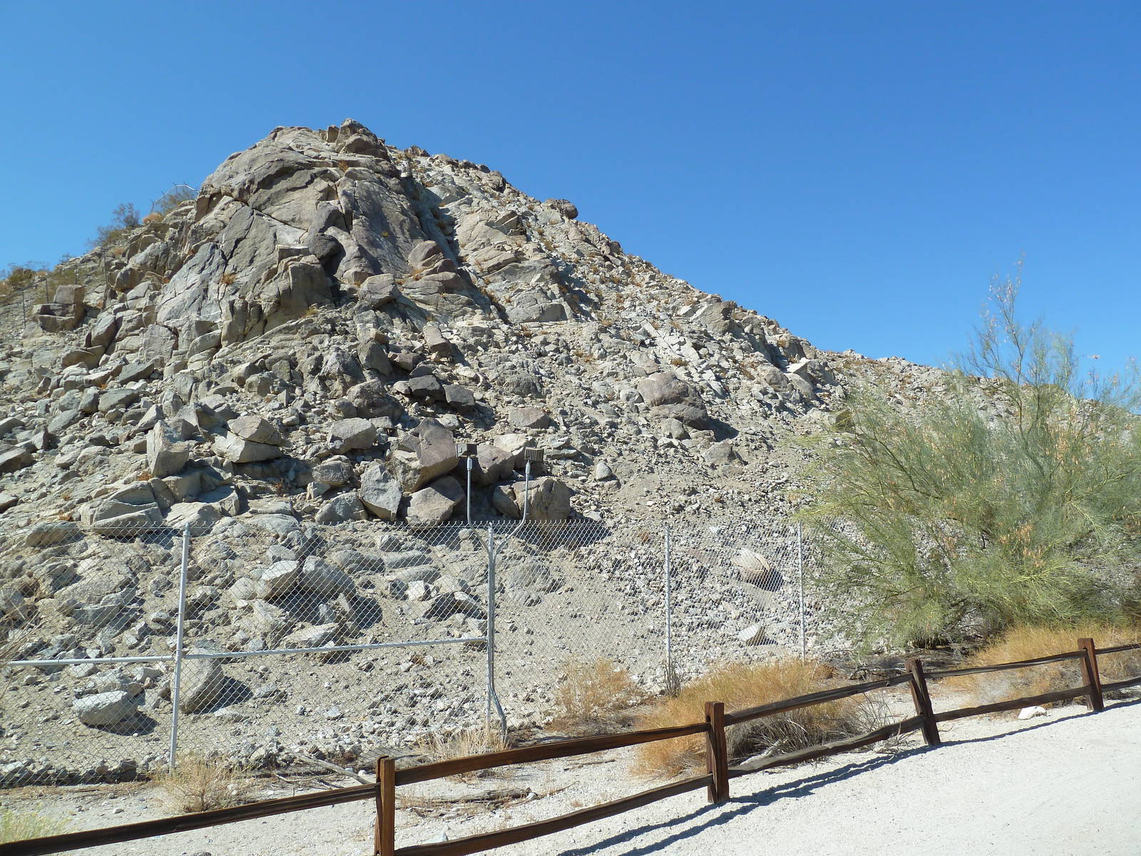 Desert Bighorn Sheep Exhibit