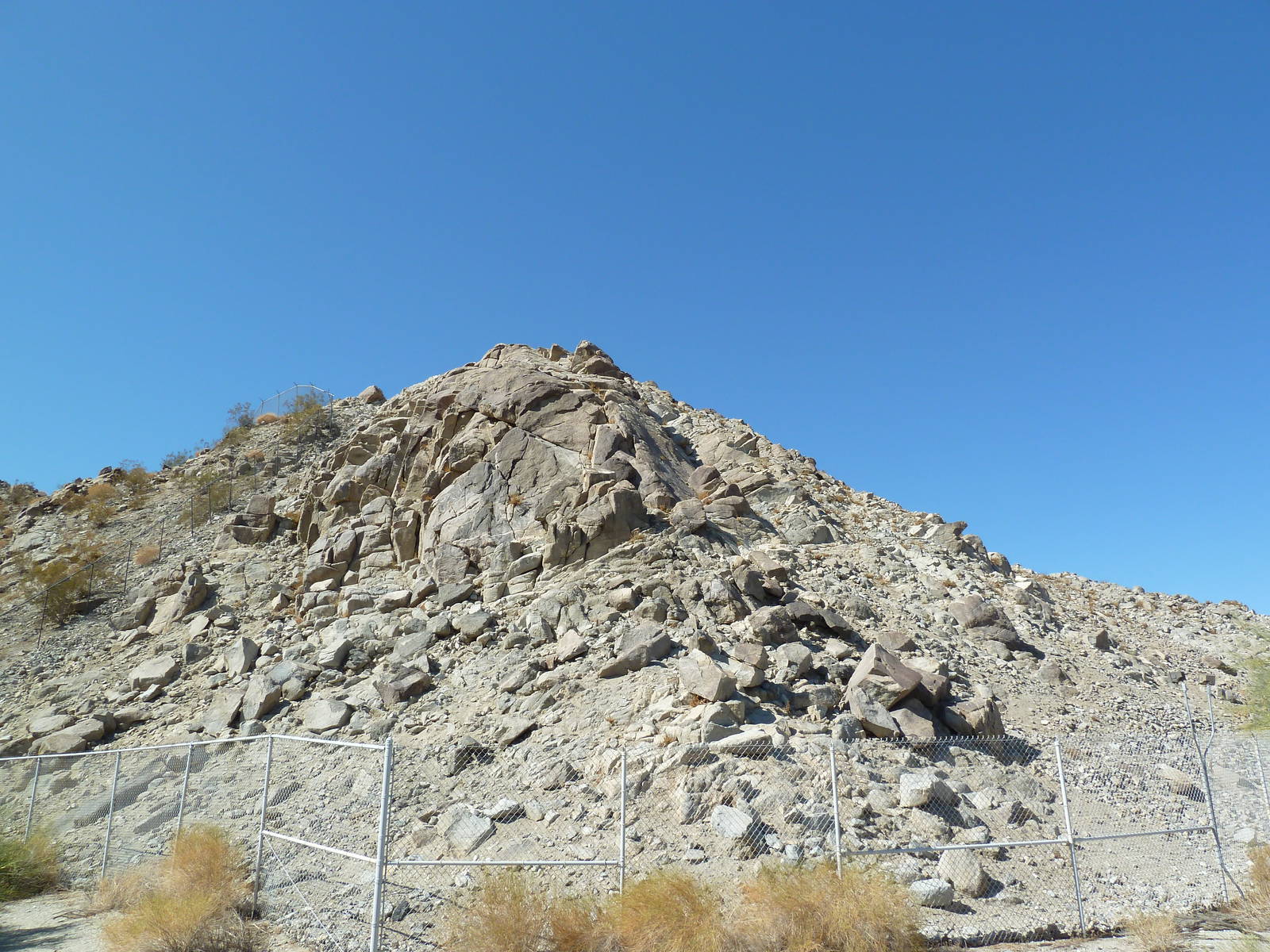 Desert Bighorn Sheep Exhibit