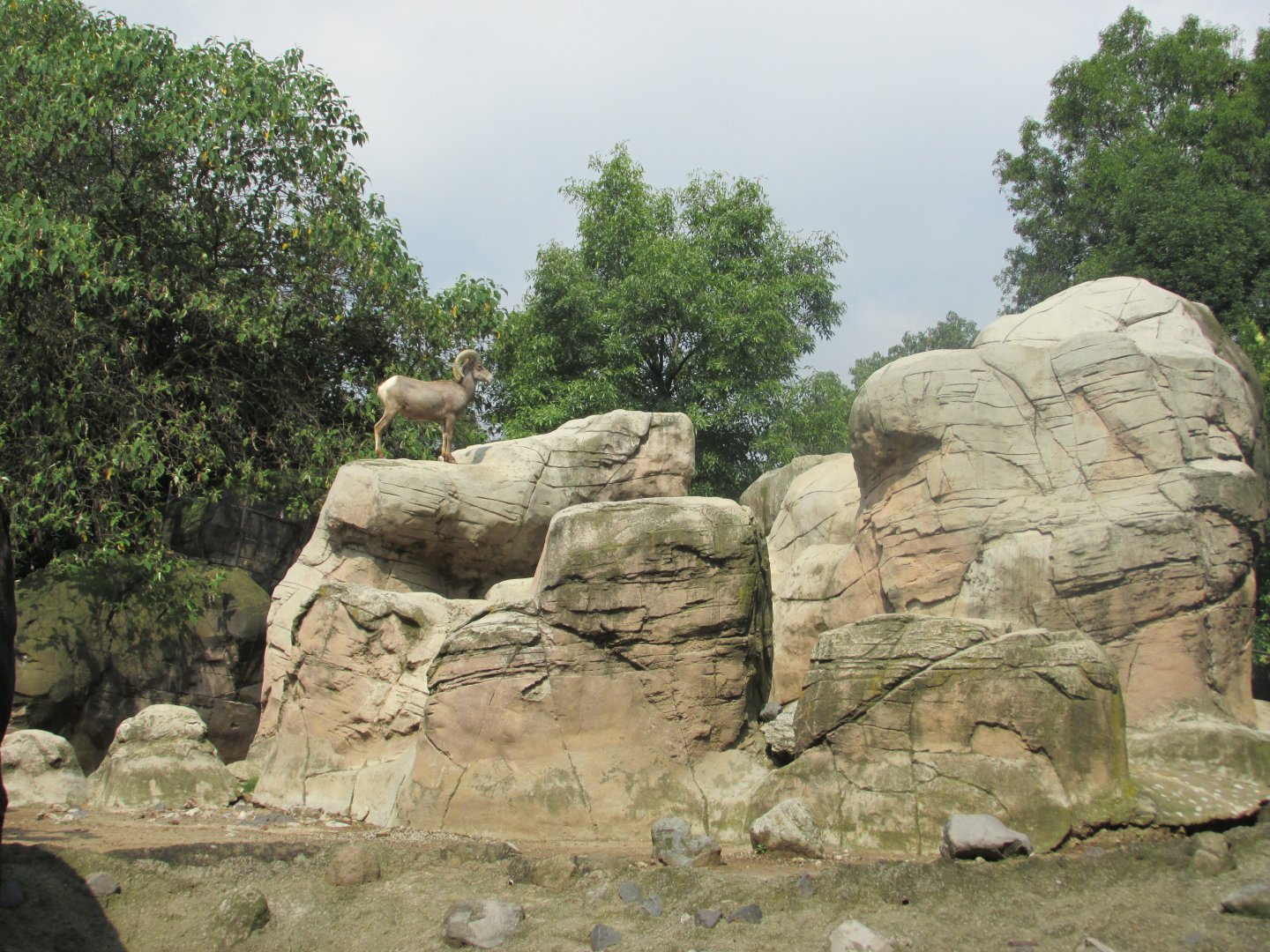 desert bighorn sheep exhibit